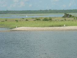 Egrets